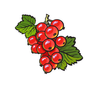 Red-Currant